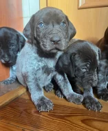 Německý ohař krátkosrstý - štěňata