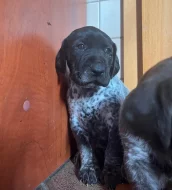 Německý ohař krátkosrstý - štěňata