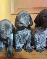 Německý ohař krátkosrstý - štěňata