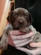 Německý ohař krátkosrstý - štěňata