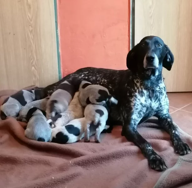 Německý ohař krátkosrstý - štěňata