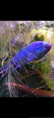 Macropodus blue snake skin
