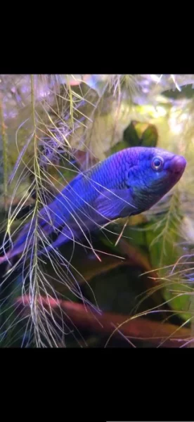 Macropodus blue snake skin