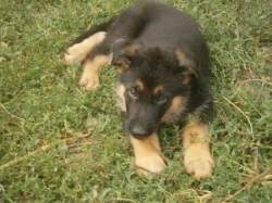 Nabízím štěnata Německého ovčáka