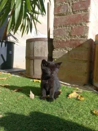 SPOLEČENSKÁ PŘÍTULNÁ KOŤATA