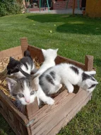 SPOLEČENSKÁ PŘÍTULNÁ KOŤATA