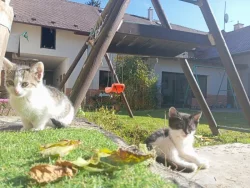 SPOLEČENSKÁ PŘÍTULNÁ KOŤATA