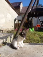 SPOLEČENSKÁ PŘÍTULNÁ KOŤATA