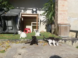 SPOLEČENSKÁ PŘÍTULNÁ KOŤATA