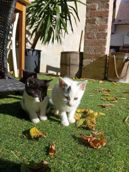 SPOLEČENSKÁ PŘÍTULNÁ KOŤATA