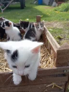 SPOLEČENSKÁ PŘÍTULNÁ KOŤATA