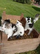 SPOLEČENSKÁ PŘÍTULNÁ KOŤATA