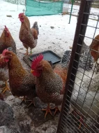 Bielefeldka rodobarvá velká