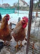 Bielefeldka rodobarvá velká