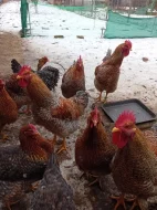 Bielefeldka rodobarvá velká