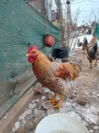 Bielefeldka rodobarvá velká