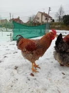 Bielefeldka rodobarvá velká