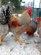 Bielefeldka rodobarvá velká