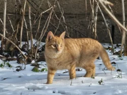 Darujeme venkovní koťátka