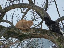 Darujeme venkovní koťátka