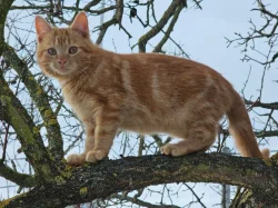 Darujeme venkovní koťátka