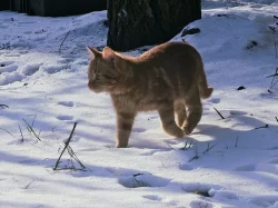 Darujeme venkovní koťátka