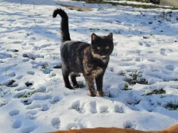 Darujeme venkovní koťátka