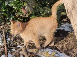 Darujeme venkovní koťátka