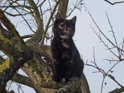 Darujeme venkovní koťátka