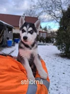 Sibiřský Husky