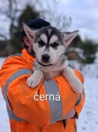 Sibiřský Husky