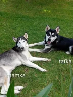 Sibiřský Husky