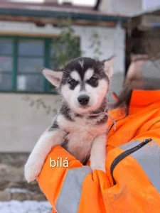 Sibiřský Husky