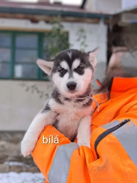 Sibiřský Husky