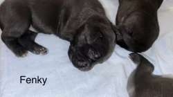 Prodám štěňátka