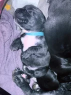 Prodám štěňátka