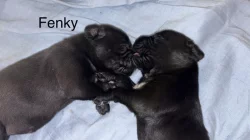 Prodám štěňátka