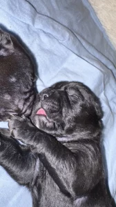 Prodám štěňátka