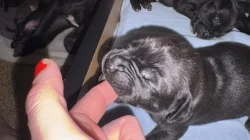 Prodám štěňátka