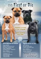 Stafordšírský bulterier s PP