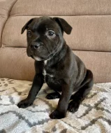 Stafordšírský bulterier s PP