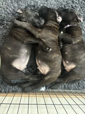 Stafordšírský bulterier s PP