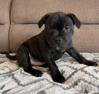 Stafordšírský bulterier s PP