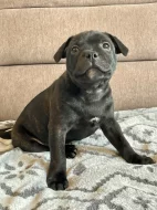 Stafordšírský bulterier s PP