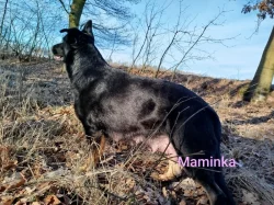 Štěňátko křížence Českosl.vlč.xHuskyxNěmec.ovč.