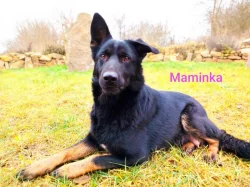 Štěňátko křížence Českosl.vlč.xHuskyxNěmec.ovč.