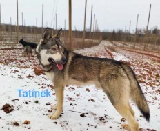 Štěňátko křížence Českosl.vlč.xHuskyxNěmec.ovč.