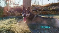 Štěňátko křížence Českosl.vlč.xHuskyxNěmec.ovč.