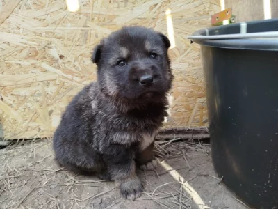 Štěňátko křížence Českosl.vlč.xHuskyxNěmec.ovč.