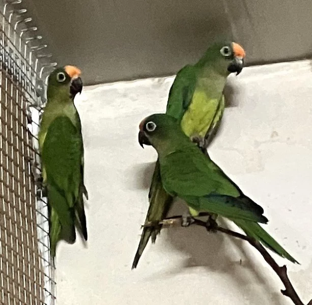 Aratinga zlatočelý 6/2025